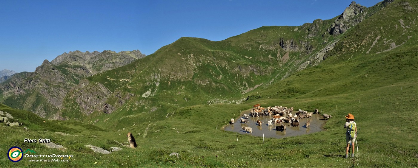 26 Fa gran caldo! La mucche si rinfrescano nella bella pozza (2050 m circa) al colletto per il monte Avaro ..jpg